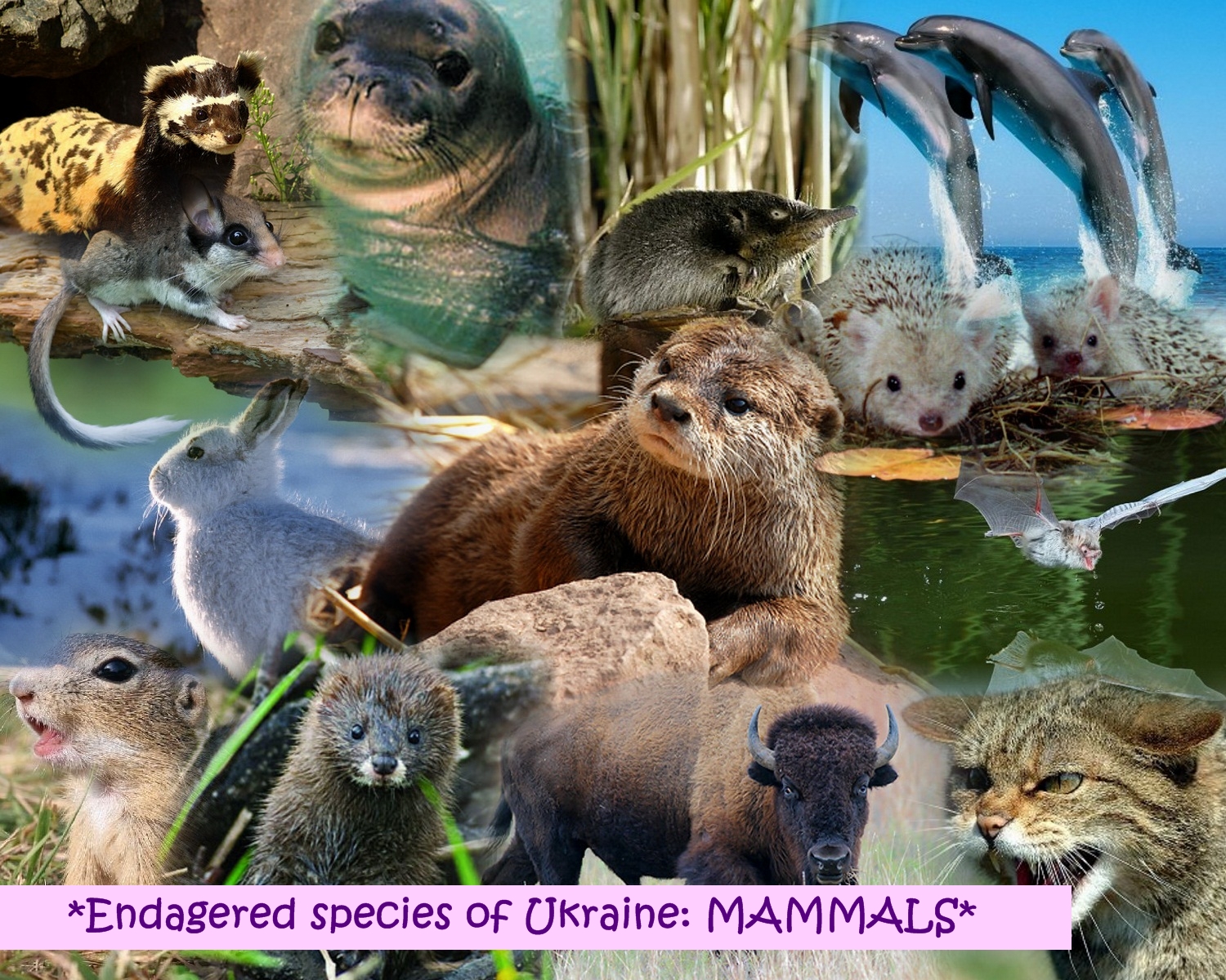 Ukraine Endangered Species MAMMALS Smithsonian on ePals Showcase