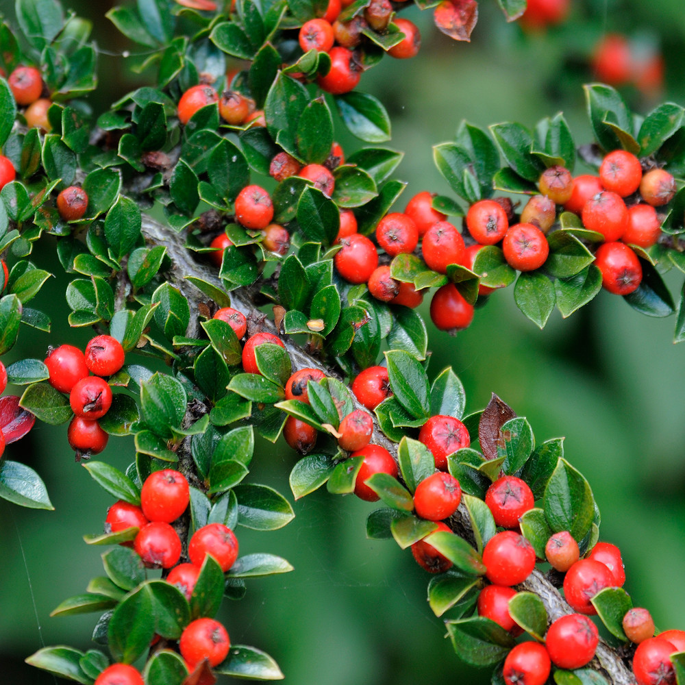 Cotoneaster Horizontalis Hedging Plants 2040cm Berried Deciduous Hedge