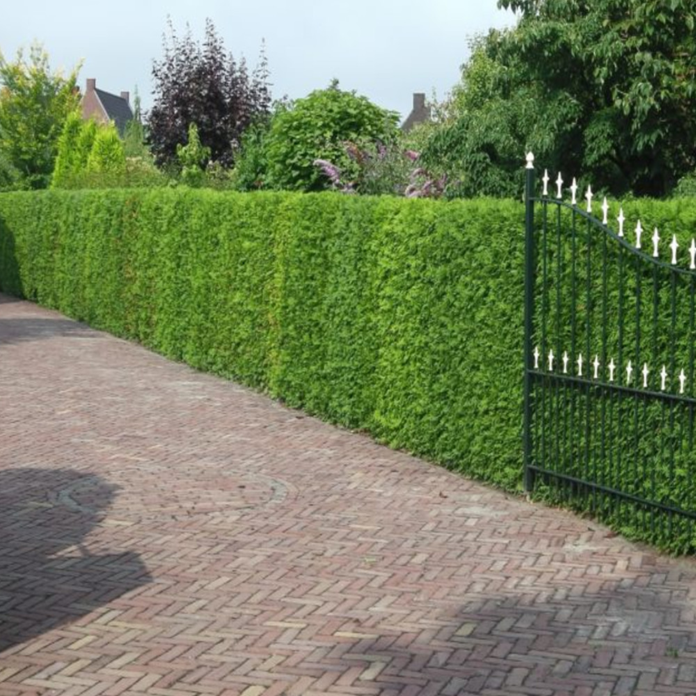 Western Red Cedar Hedging Plants 2040cm Thuja Atrovirens Evergreen