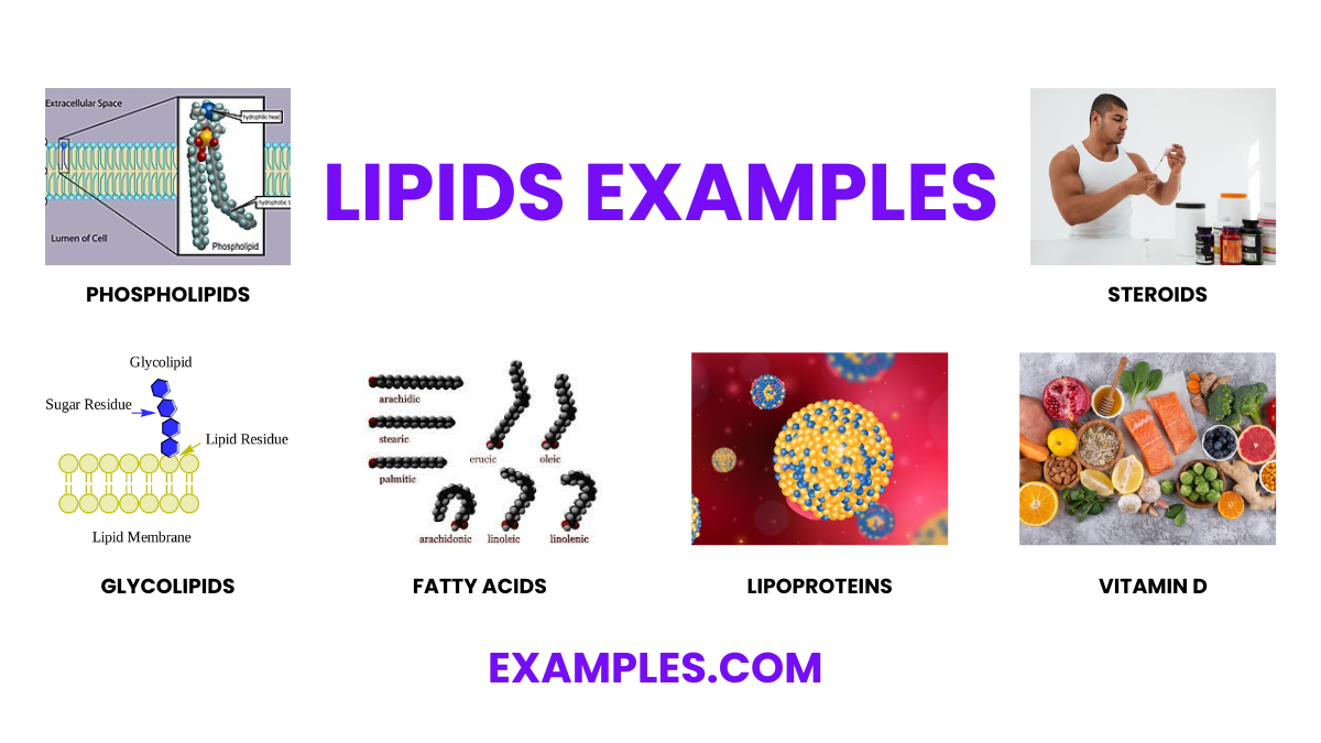 Lipids 20+ Examples, Format, How to Reduce, PDF