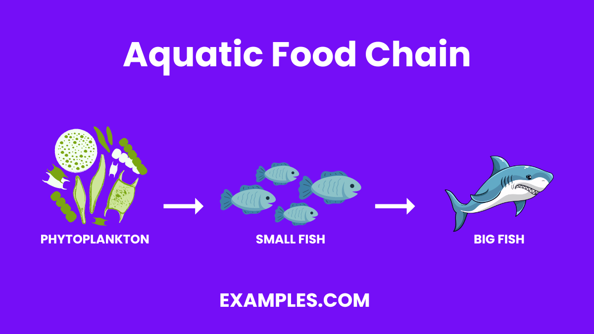 Food Chain 20+ Examples, How to Illustrate