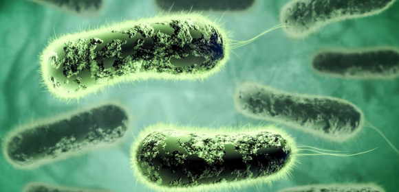 Archaebacteria - Examples, PDF