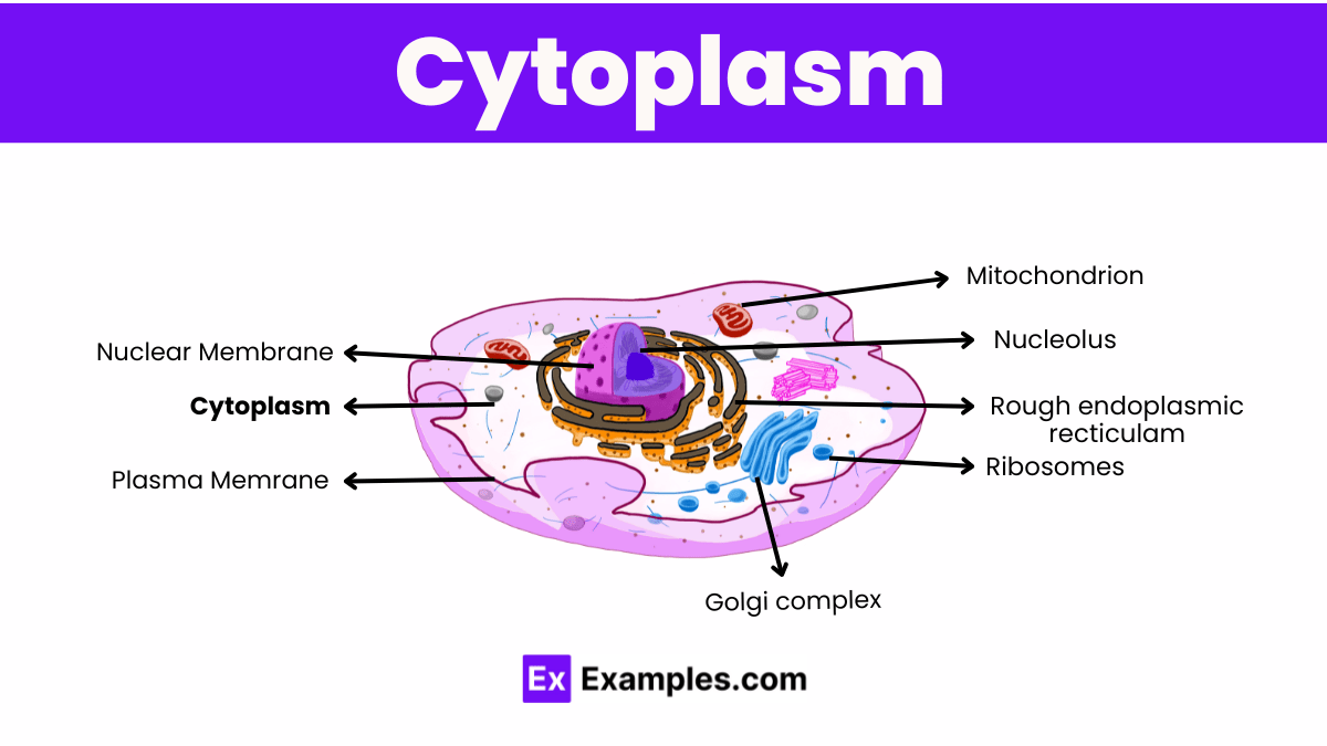 Cytoplasm Structure Function - History of Cytoplasm, Structure
