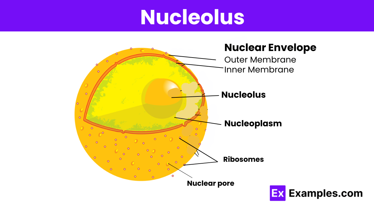 Nucleolus - Definition, Structure, Functions, FAQS