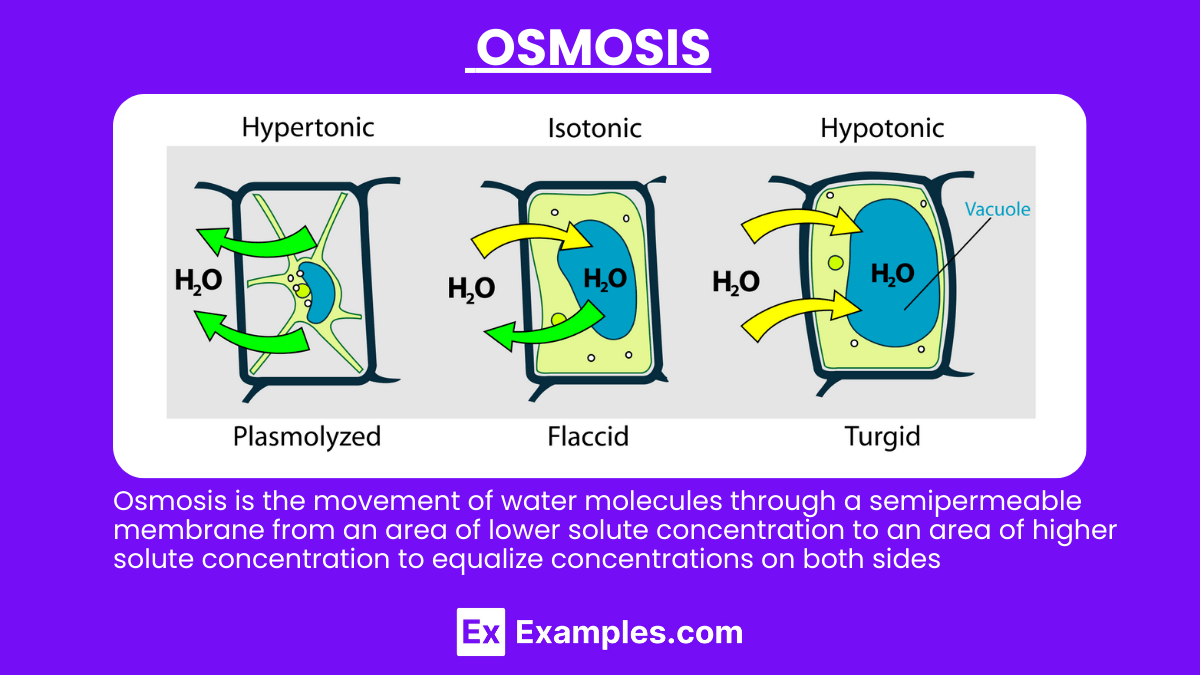 Osmosis Definition, Osmotic Solutions, Types, Effect of Osmosis on