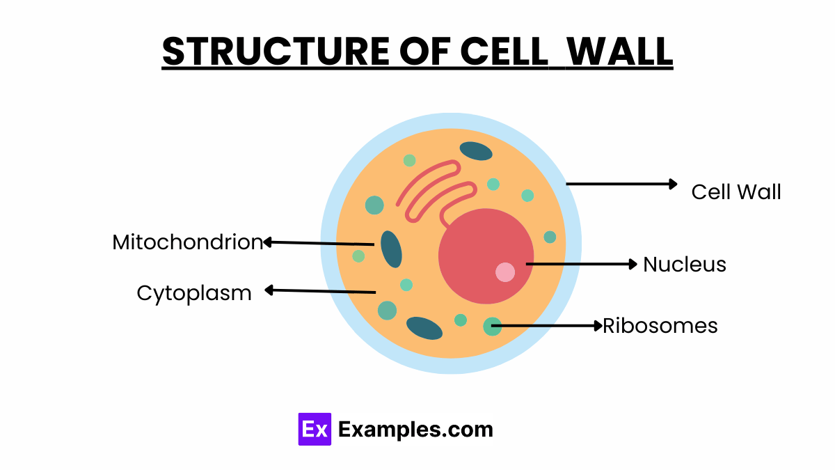 Cell Wall Definition, Structure, Function, Types ,FAQ