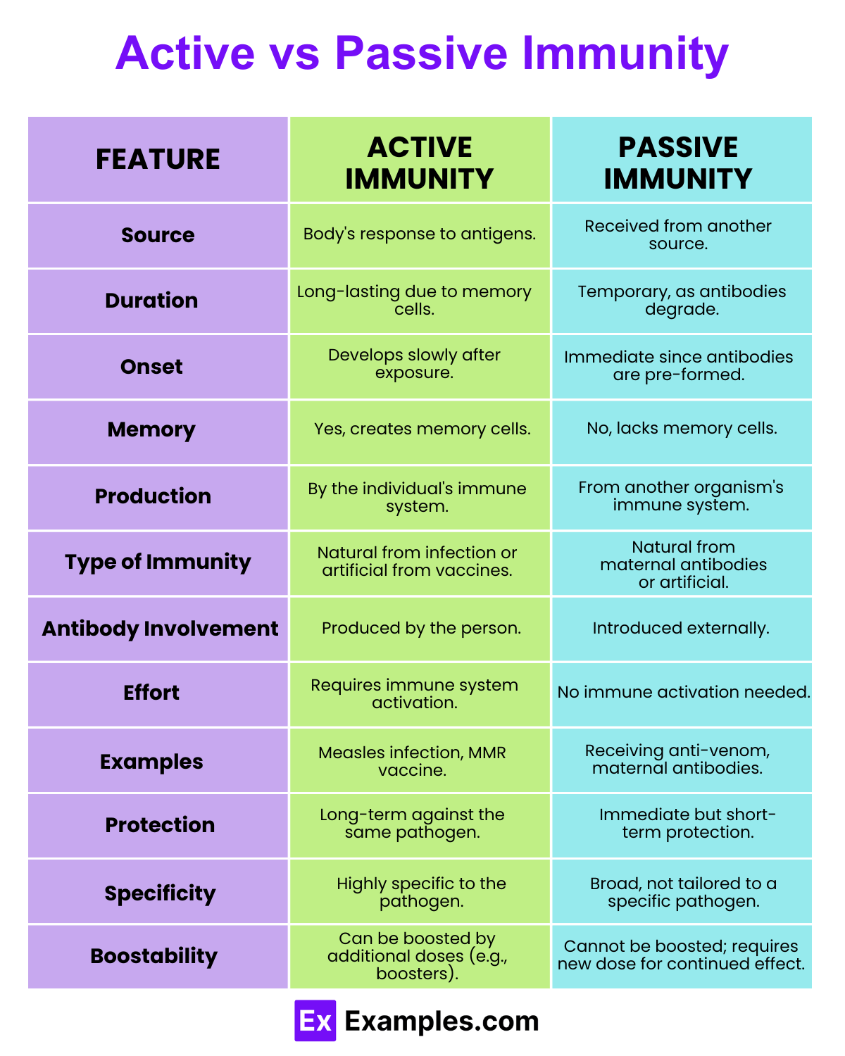 How Active and Passive Immunity Function An InDepth Look