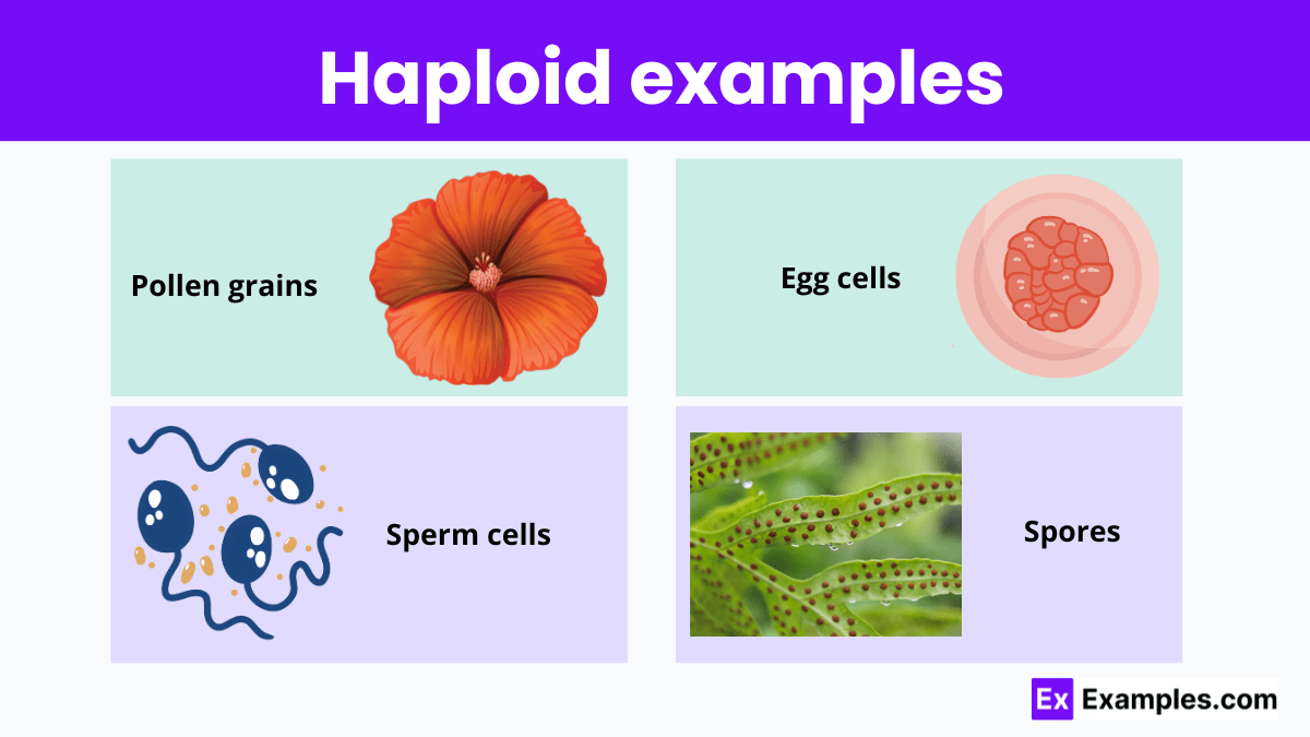 Haploid Definition, Cells, Symbol, Number & Characteristics sep