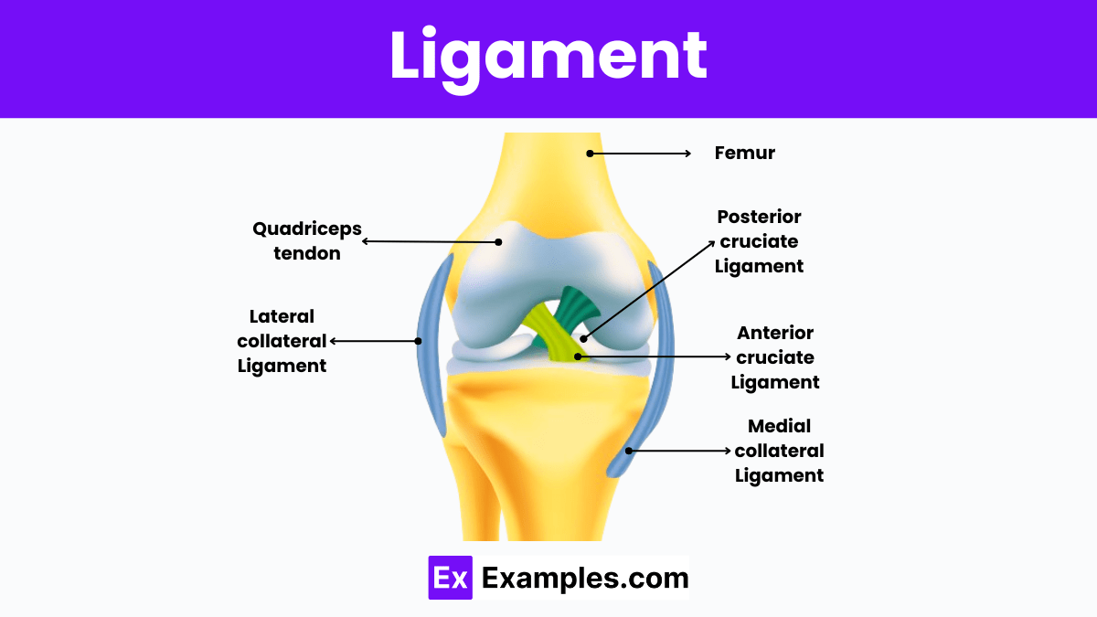 Ligaments Meaning, Types, Functions, Anatomy, Example & More