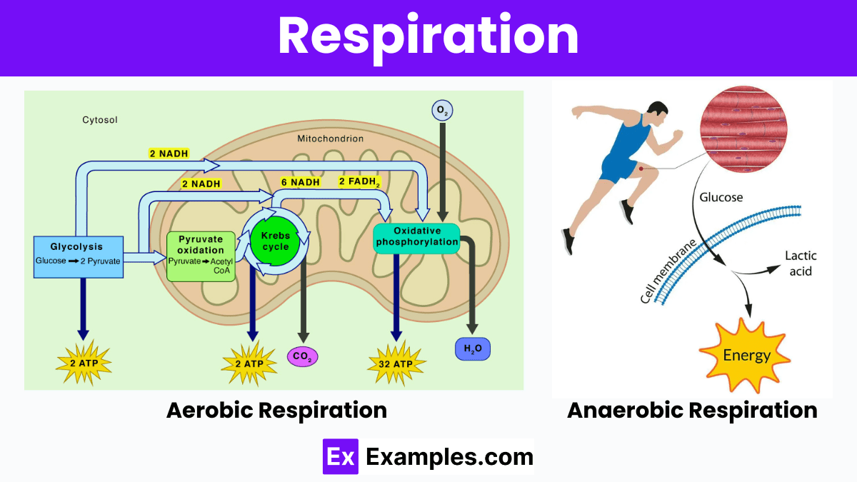 Respiration - Definition, Classifications, Cellular Respiration & More