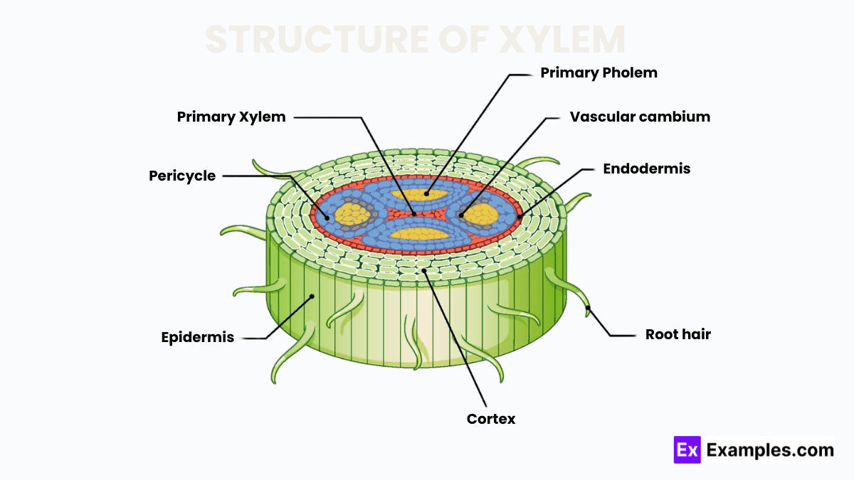 Xylem Definitions, Structure, Types & Functions