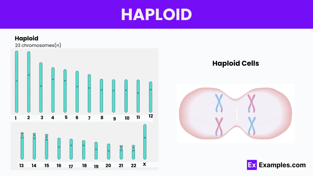 Haploid Definition, Cells, Symbol, Number & Characteristics sep