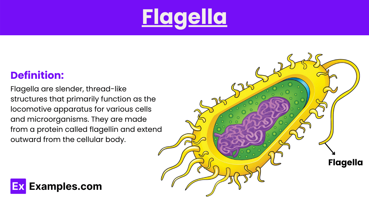Flagella - Definition, Types, Structure, Function, Formation & More
