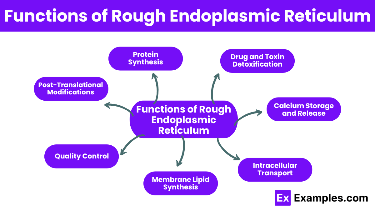 Rough Endoplasmic Reticulum Definition, Structure, Functions