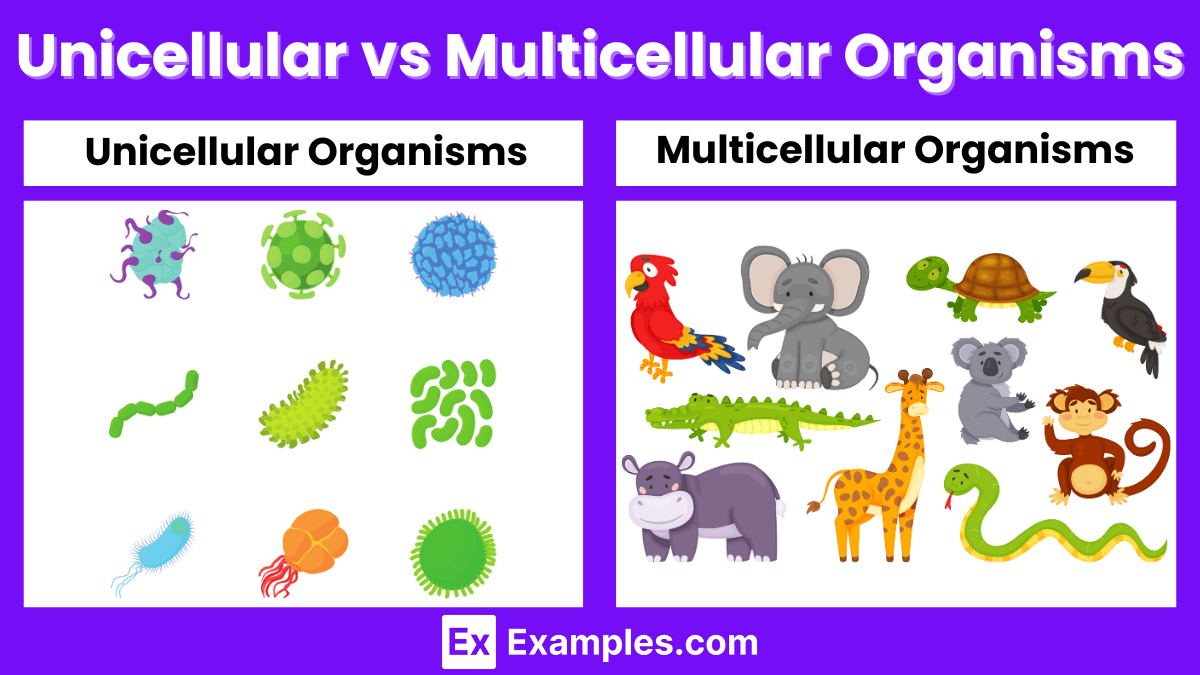 Unicellular vs Multicellular organisms Differences Explained with