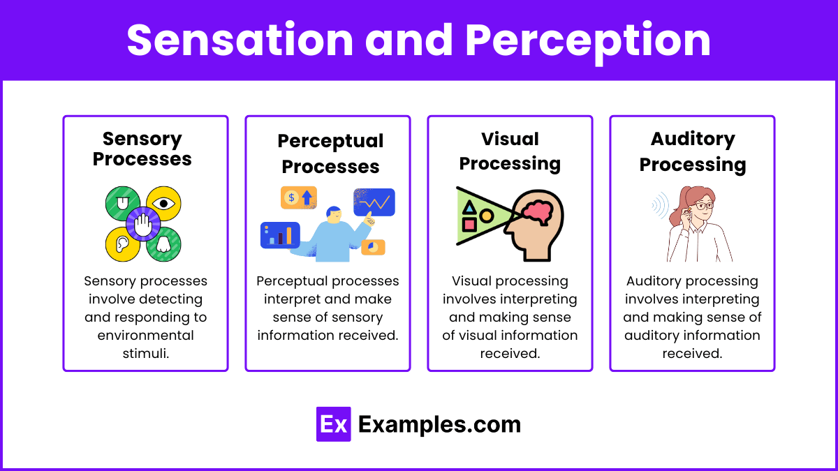 Unit 3.1 Basic principles of how humans experience and process(07)
