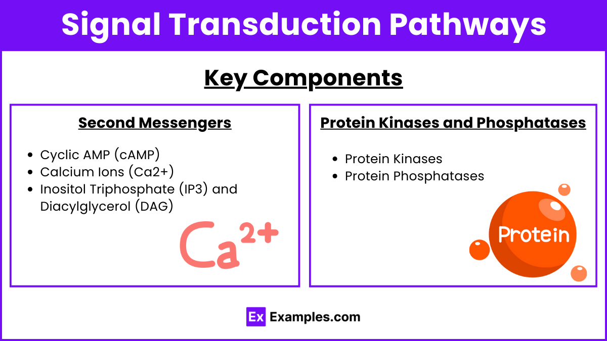 Unit 4.2 Molecular Diversity and Cellular Response to Environmental