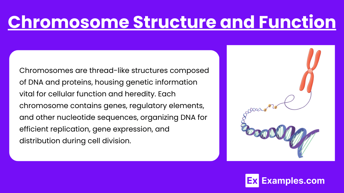 Chromosomal Inheritance (Notes & Practice Questions) MCAT Examples