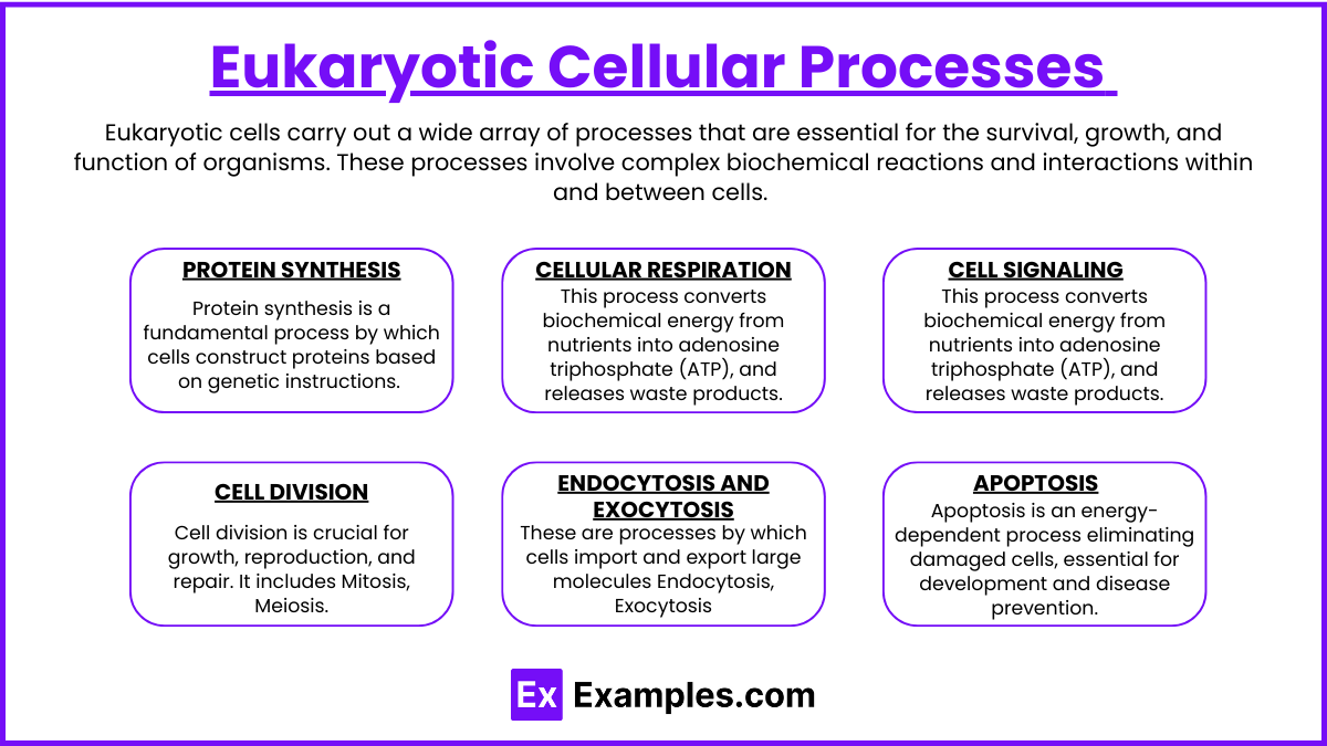 Eukaryotic Cells (Notes & Practice Questions) MCAT Examples