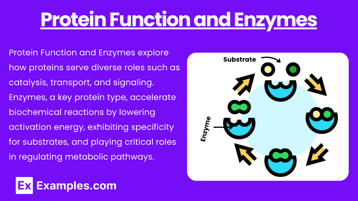 Amino acids and proteins (Notes & Practice Questions) MCAT Examples