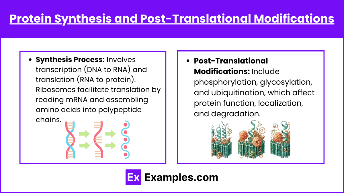 Amino acids and proteins (Notes & Practice Questions) MCAT Examples