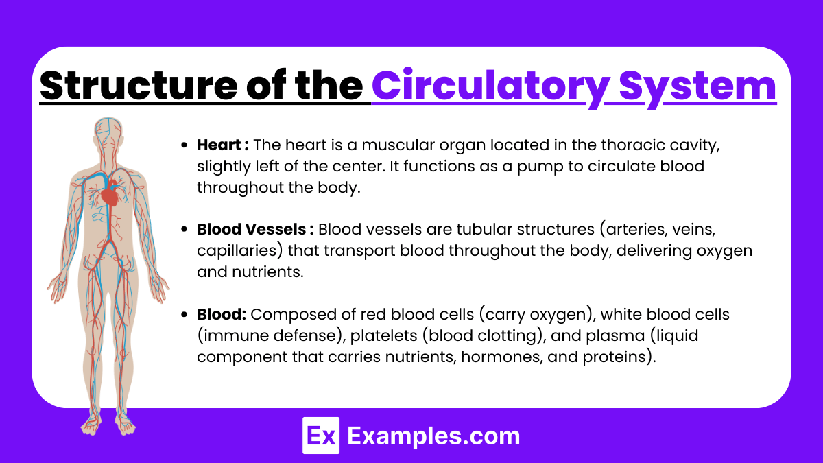 Circulatory system (Notes & Practice Questions) MCAT Examples