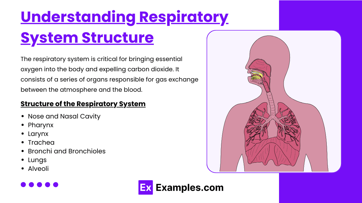 Respiratory System (Notes & Practice Questions) MCAT Examples