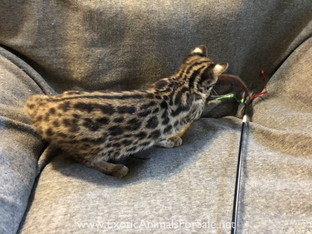 Asian Leopard Cat Male/reduced price for Sale