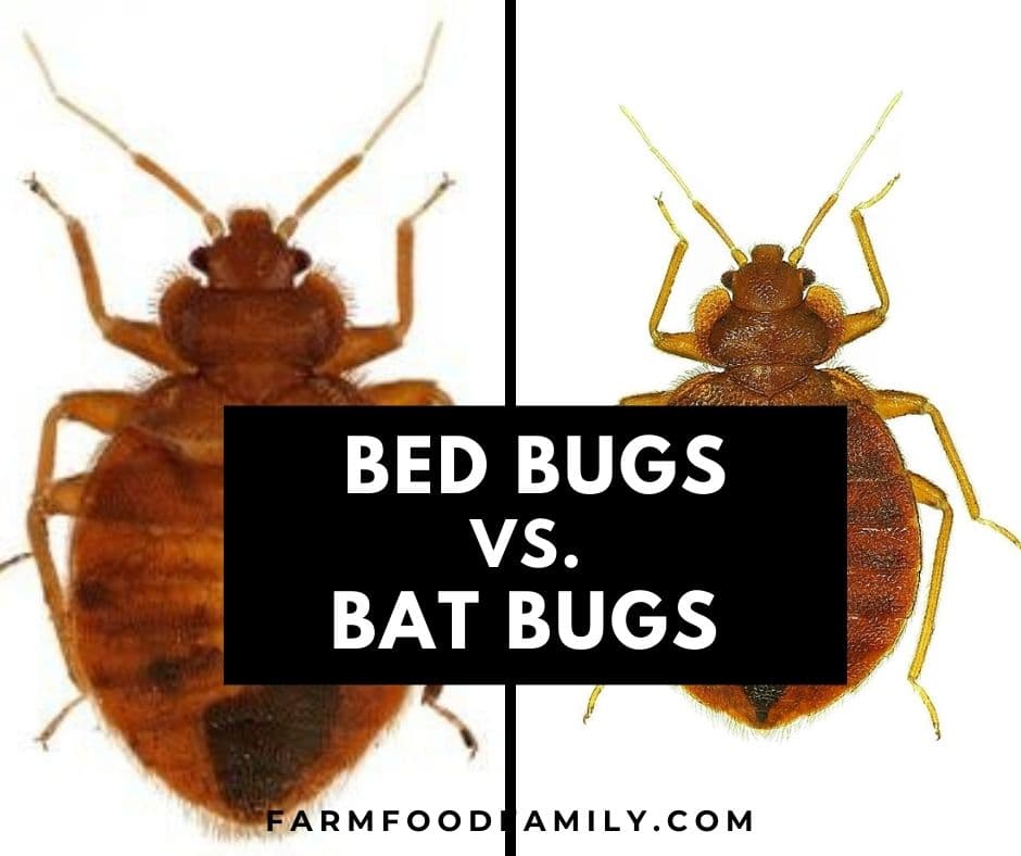 Bed Bugs vs. Bat Bugs Similarities and Differences (Photos)