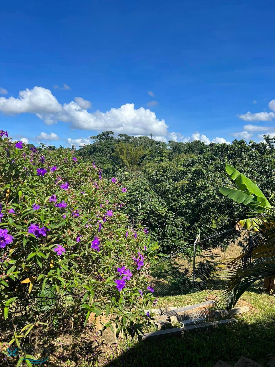 Bo. Roncador, Caguanas (barrio), Utuado, PR 00641 Findit