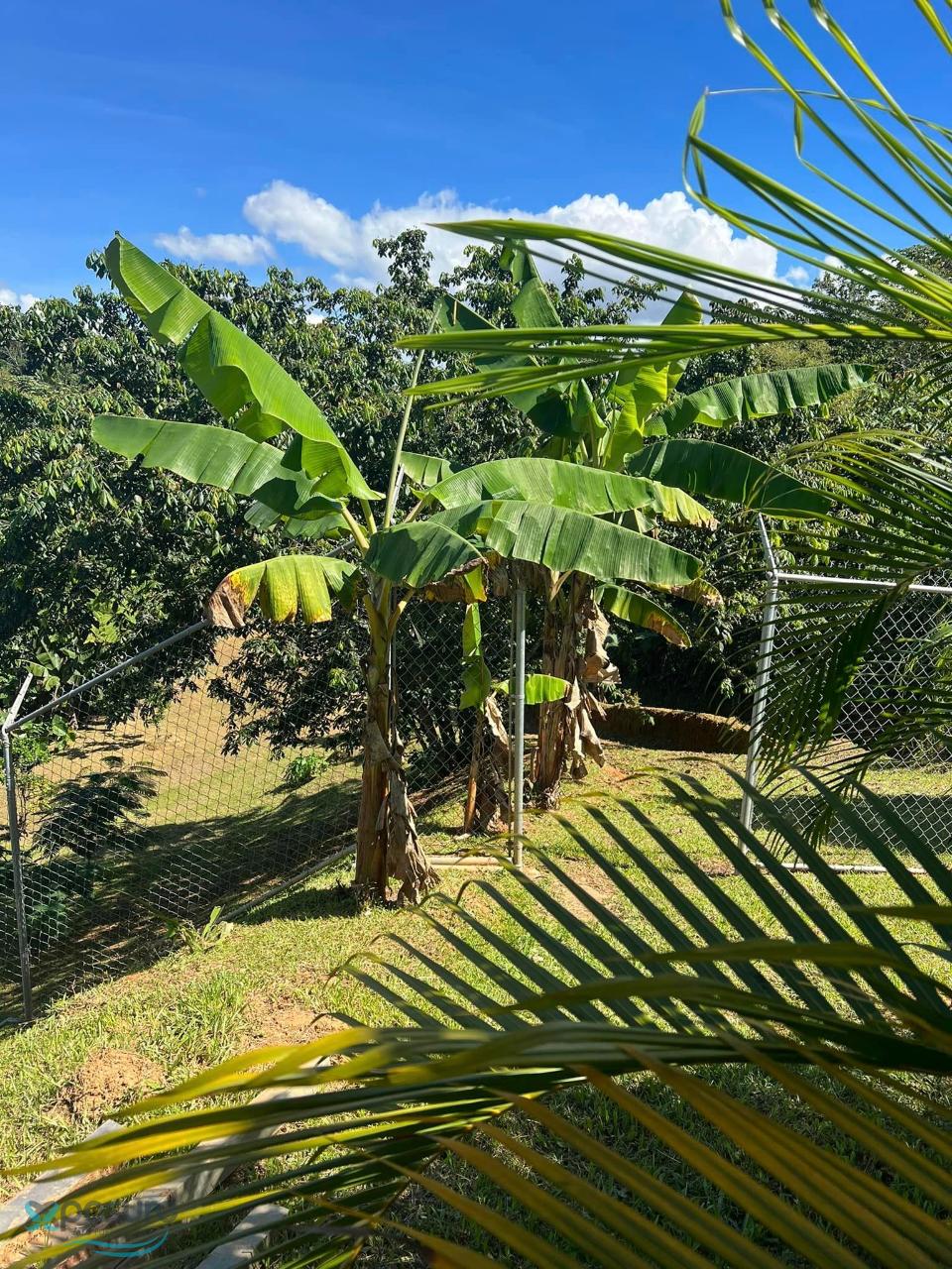 Bo. Roncador, Caguanas (barrio), Utuado, PR 00641 Findit