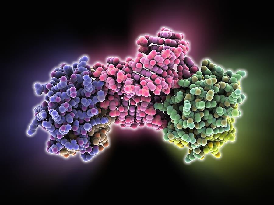 Signal recognition particle domain Photograph by Science Photo Library