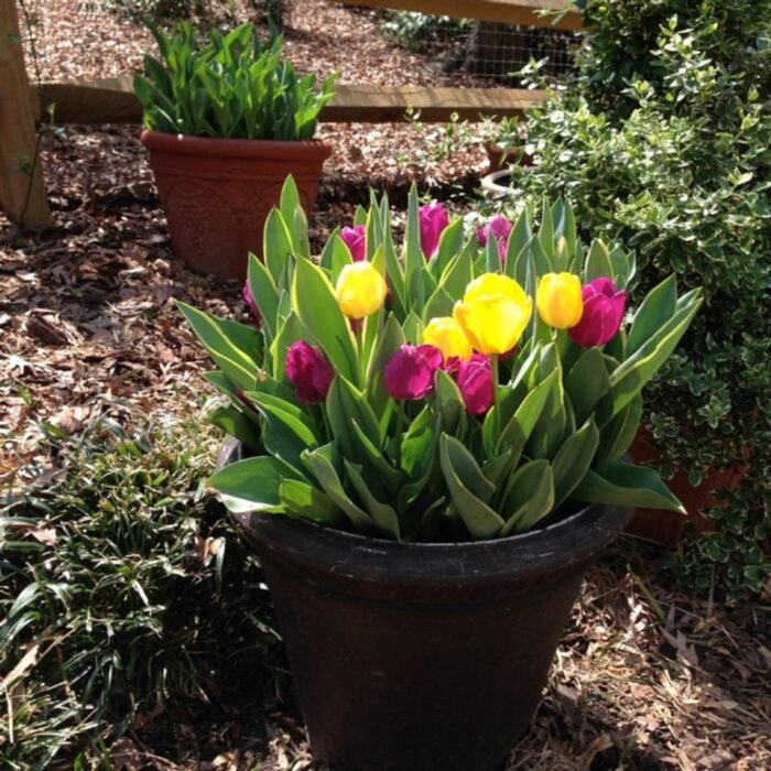 Planting Spring Bulbs in Containers