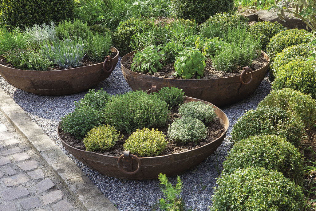 round pots with circles of circular thymes