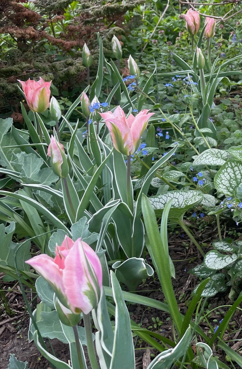 pink tulips surrounded by green foliage