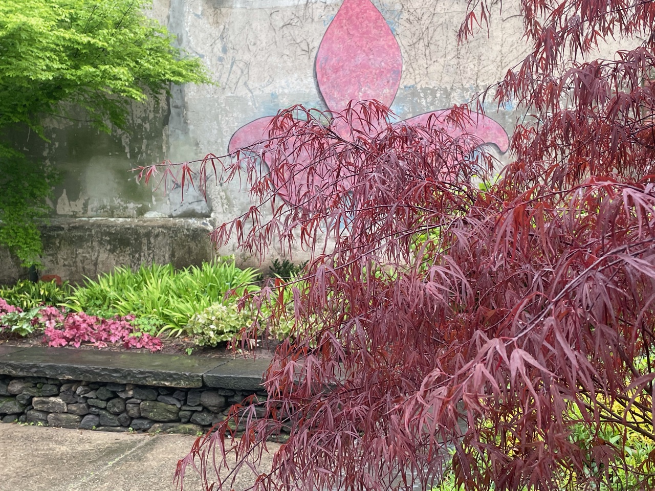 Japanese maple with burgundy new leaves