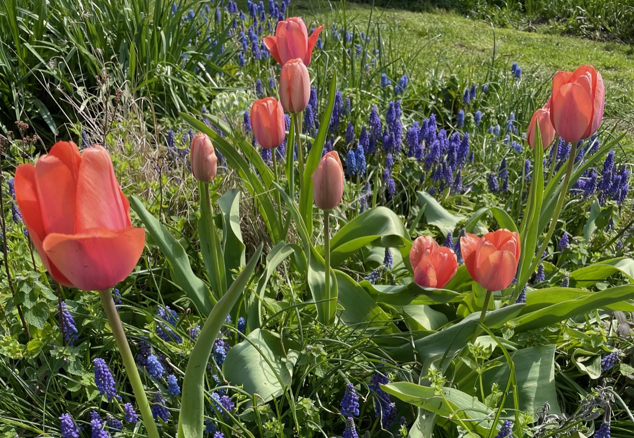 Spring blooms in the garden
