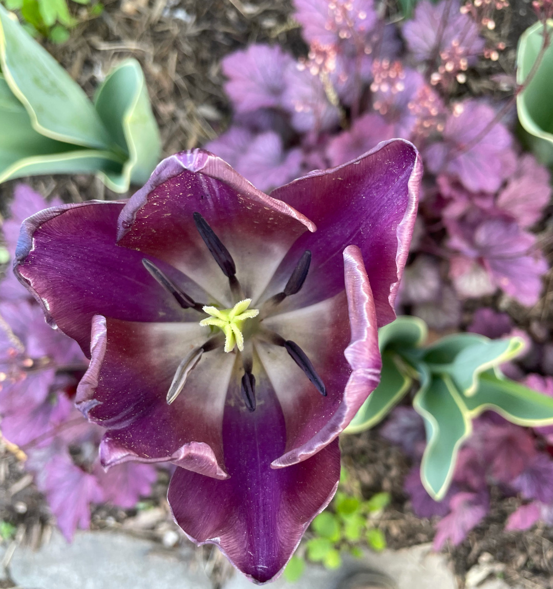 Purple tulip surrounded by purple leaves