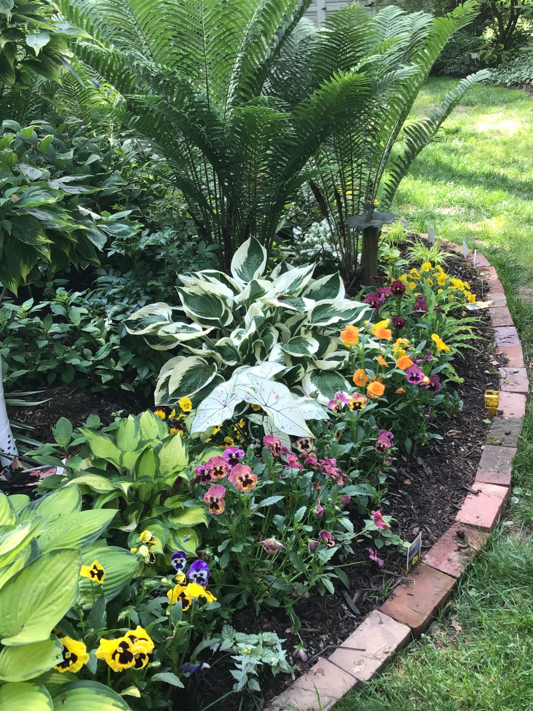 Pansies in a wide range of colors at the edge of a bed filled with hostas and ferns