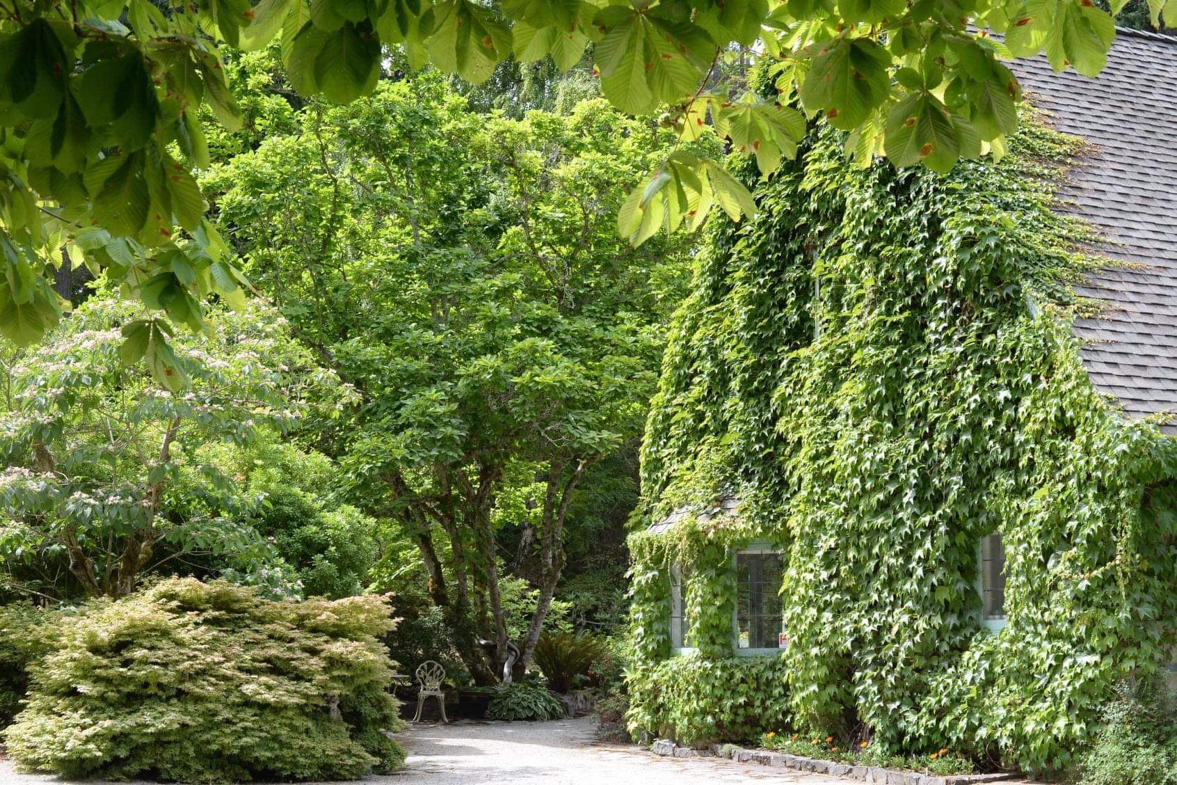 building covered in ivy and surrounded by greenery
