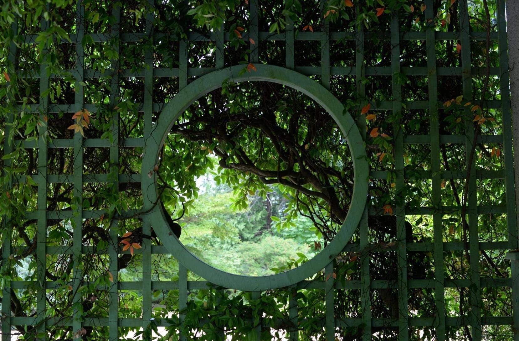 garden fence with hole in front of trees