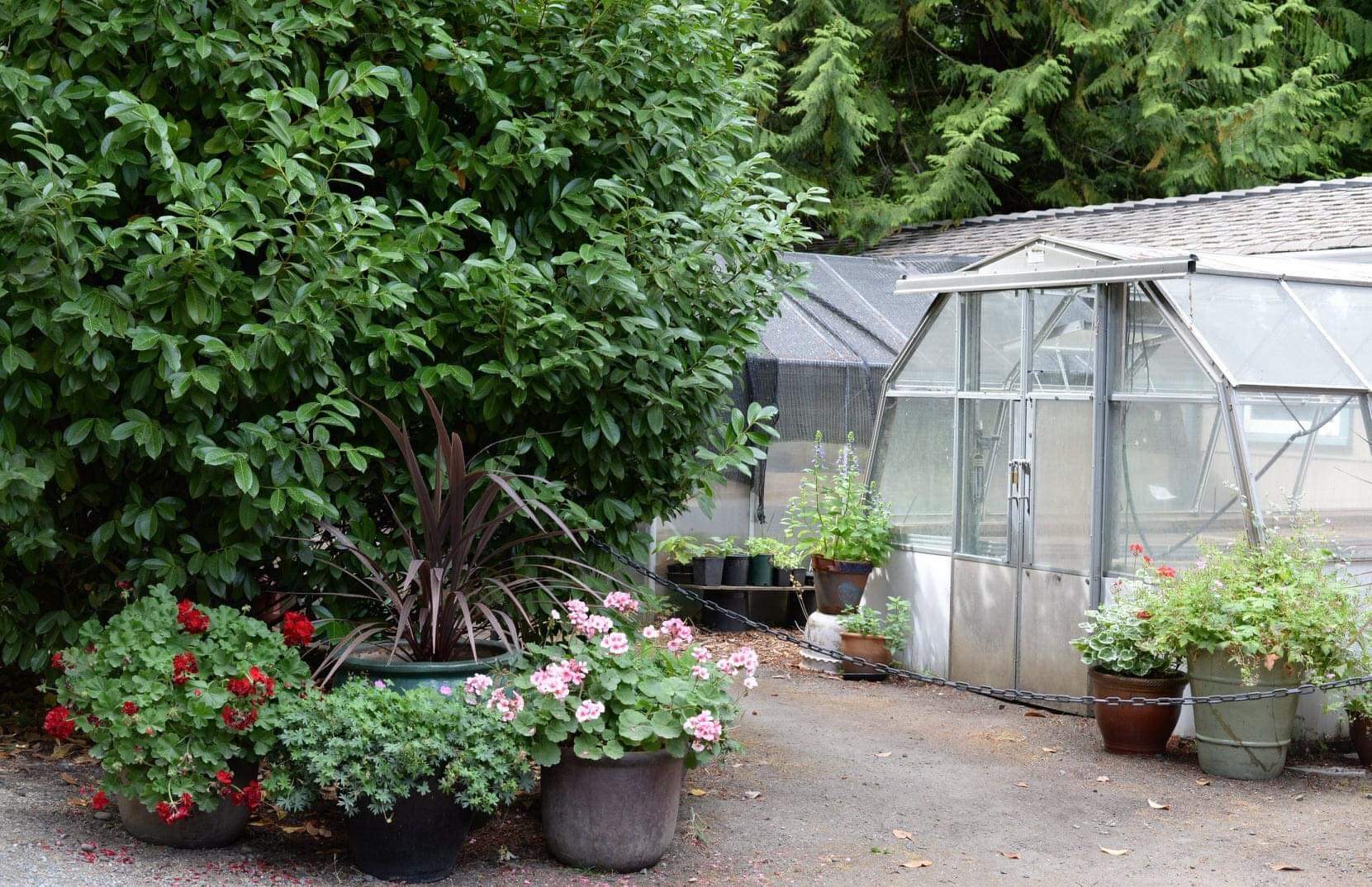 greenhouse surrounded by potted plants