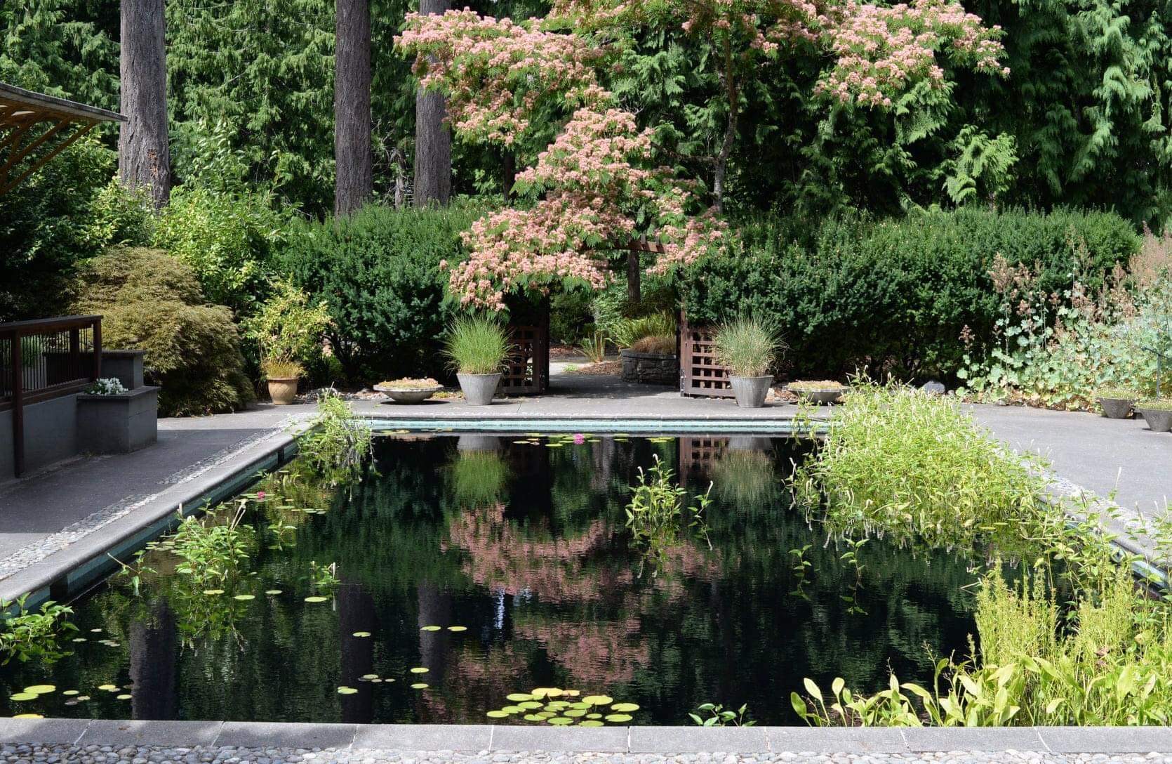 garden pool with trees and shrubs around