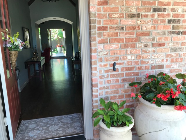 pot planted Dragon Wing begonias