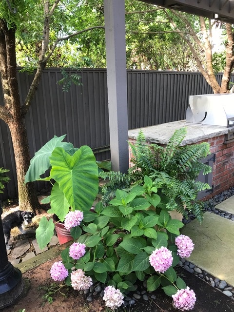 Hydrangea and pots of elephant ears and ferns edge the grill