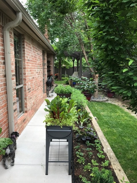 Swiss chard alongside the pathway