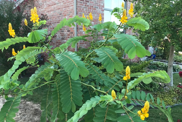 Cassia alata or candle bush
