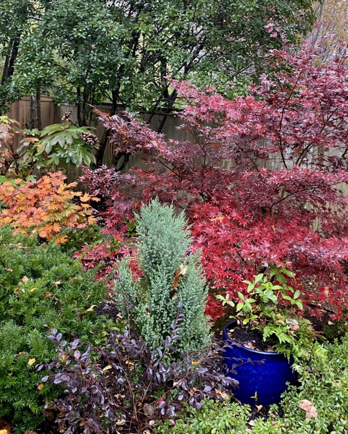 Acer japonicum, ‘Tamukeyama’, diamond loropetalum, Loropetalum, blue point juniper