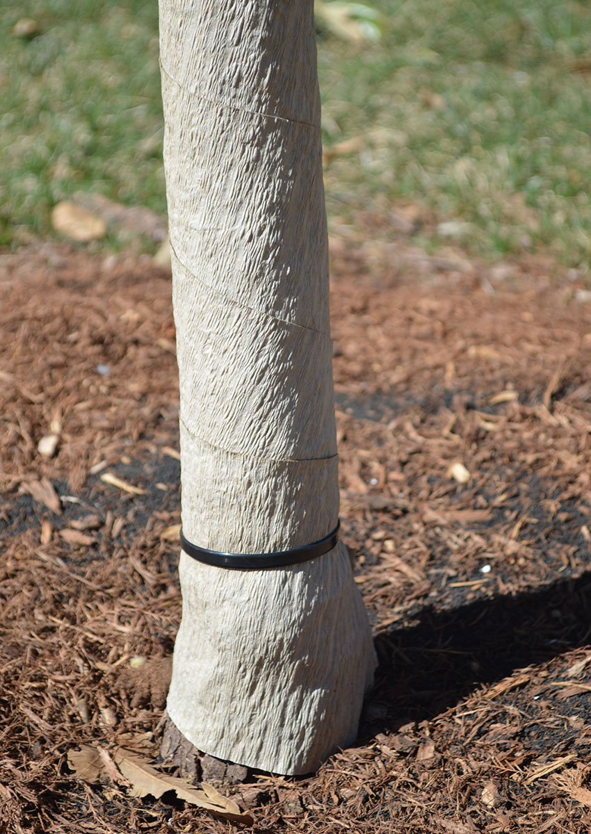 tree wrapped and tied