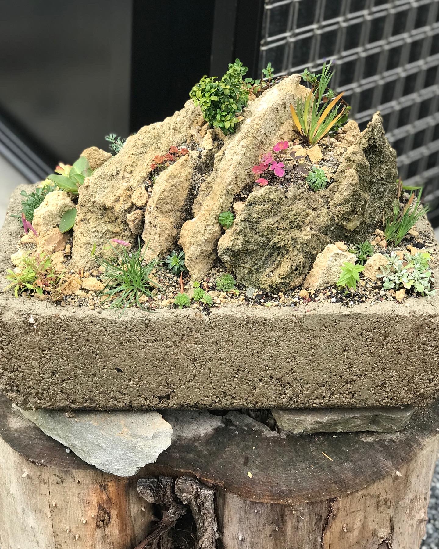 container crevice garden